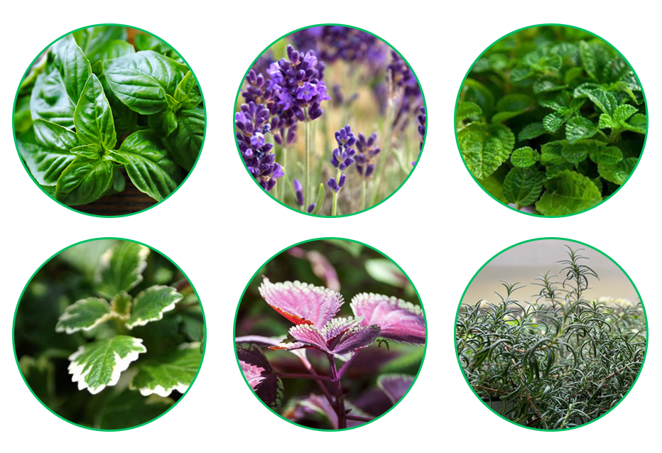 芳香植物，在后疫情时代为每个家庭搭起健康保护伞