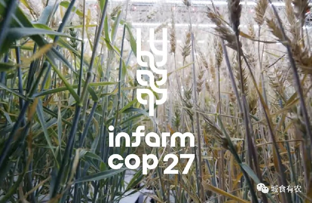 重大里程碑！垂直农场水培种植小麦成功,产量是农田的26倍