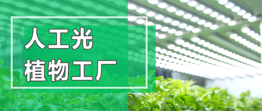奇迹！它打破了中国几千年的种植方式，产量竟能飚增60倍！
