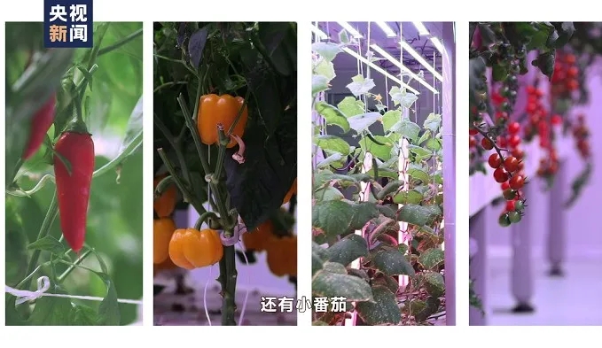 航天员出征前吃的青菜哪里来？