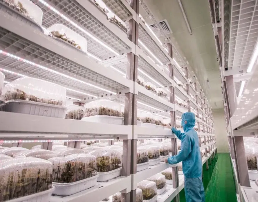 [植物工厂]为中药材产业插上“科技翅膀”