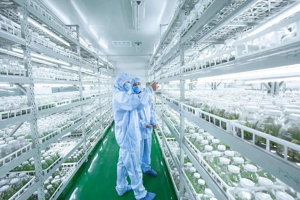 见证奇迹！这项技术打破了中国几千年的蔬菜种植方式，产量翻倍！