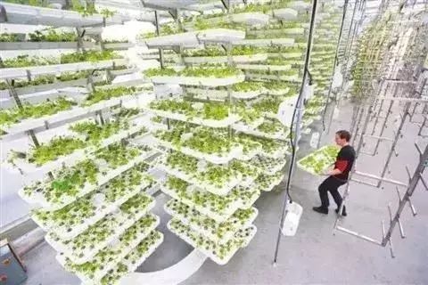 垂直农业又破纪录！新一轮农业变革强势来袭