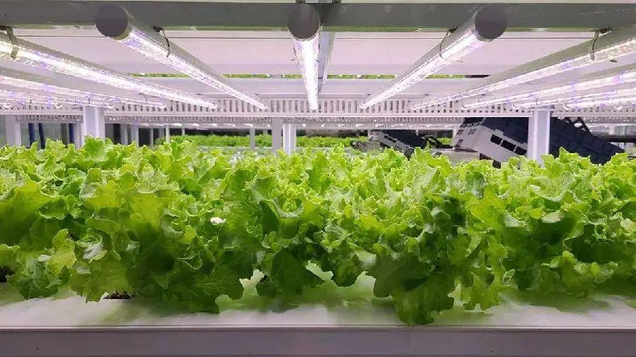 腾讯投资Future Crops垂直农场 ，「垂直农场」能否代表农业的未来？