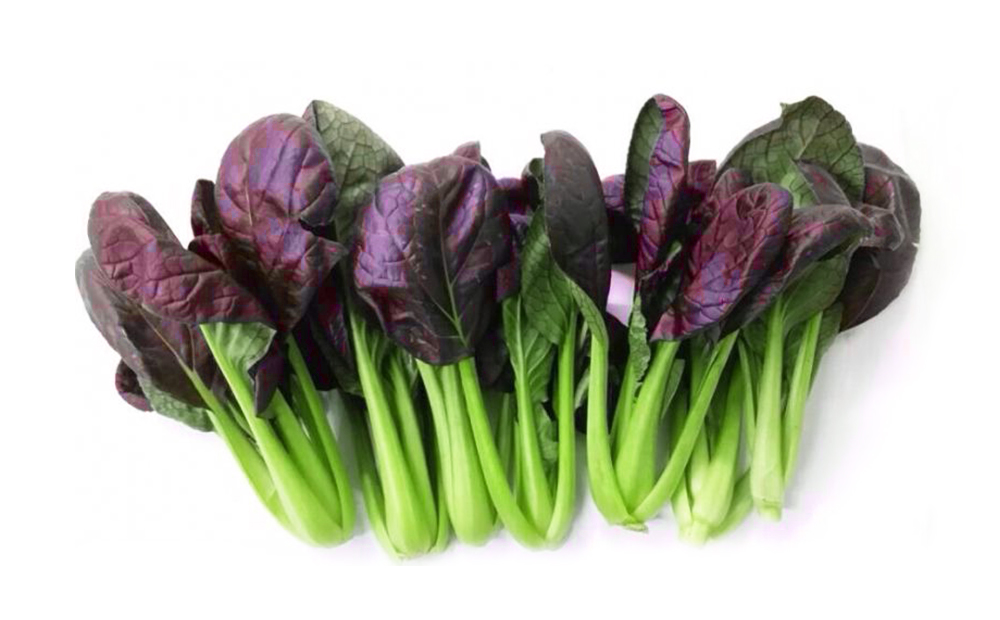 紫油菜