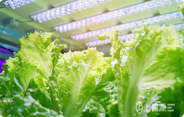 神奇的LED植物生长灯！