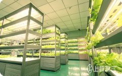节能40%！美国温室使用LED与高压钠灯混合照明系统